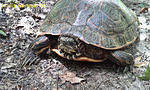 turtle32