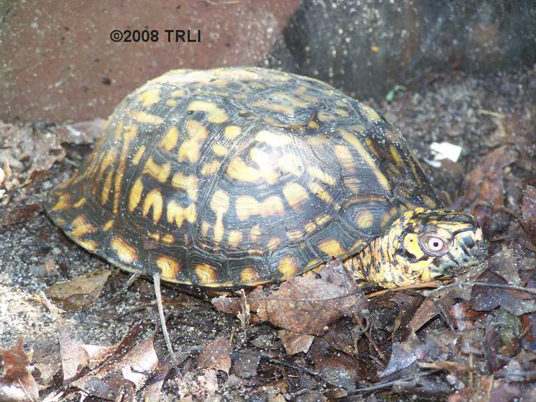 What to Do if You Find a Box Turtle? 2