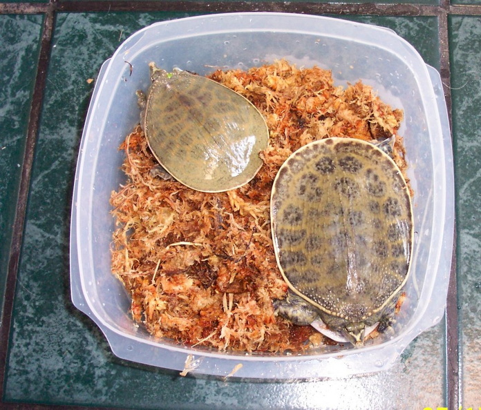 Florida Softshells.jpg