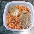 Florida Softshells