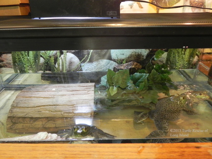 Bullfrog new set  up