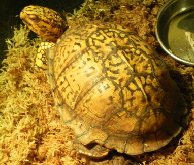 Eastern box with eyes closed 