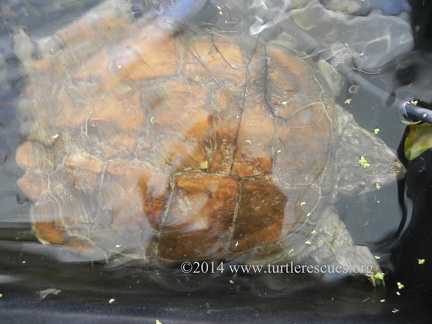 NH Snapping turtle