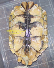 Pastel RES Plastron