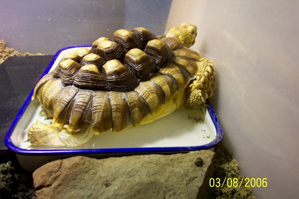 Toby