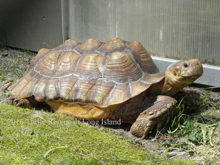 MB Sulcata 2