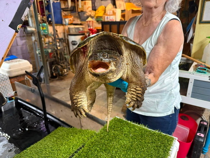 HBC Snapping turtle