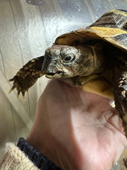 Hermanns tortoise MBD overgrown beak