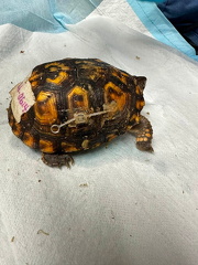Juvenile EBT HBC