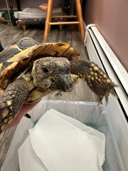 Hermanns tortoise overgrown beak