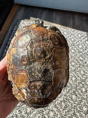 Painted turtle severe shell rot