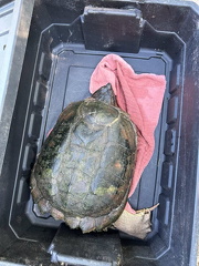 Snapping turtle
