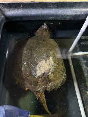 Snapping turtle HBC