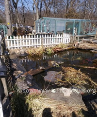 turtle pond