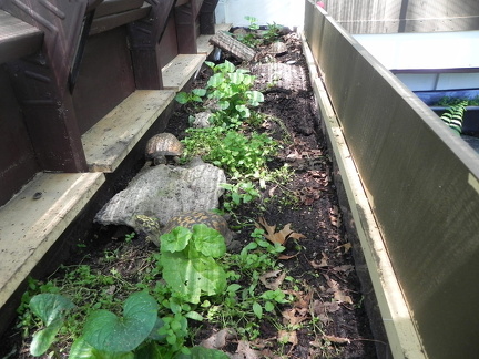 upper deck within box turtle enclosure