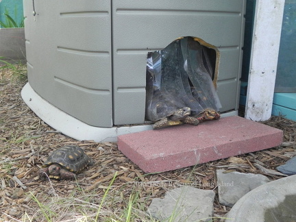 vinyl flaps help keep heat in shelter