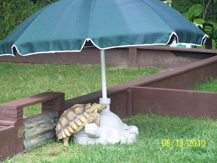 When you need shade, improvise