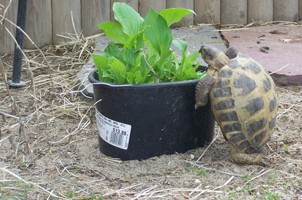 You can protect plants with cut off pots